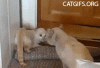 The AI-generated cat pictures thread-126_headstand_cat_gifs.gif