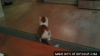 The AI-generated cat pictures thread-crazy-cat.gif