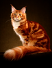 The AI-generated cat pictures thread-80-blob_c2512df9754f7d4b329f9588cf9a07e46a3b565f.png