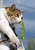 The kitten &amp; cat thread-80-blob_a4df78e9a736a67592b5146f3537adabb503cb2a.png