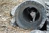 The AI-generated cat pictures thread-cat-tube.jpg