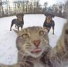 The AI-generated cat pictures thread-12745496_904831846298852_1207690898259987618_n.jpg
