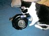 The kitten &amp; cat thread-0426162153a_zps45e3tnyi.jpg