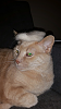 The AI-generated cat pictures thread-80-blob_760e5885f049af2c704d35160b738a1cd7809f44.png