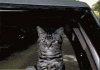 The AI-generated cat pictures thread-80-giphy_00253dc98cd0401d72e5da10779924148aba437a.gif