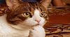 The AI-generated cat pictures thread-80-oh_dear_cat_wallpapers_t_1c0d46db99dbcfb36d4d0123532738071921ebc6.jpg