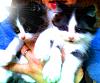 The kitten &amp; cat thread-80-blob_5441c826e4c1a11786a3b8d72793dbb59122320a.png