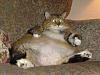 How (and why) to Ramble on your goat sideways-fat-cat-sofa.jpg