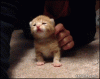 The kitten &amp; cat thread-cat-gif-cute-kitten-loves-petted-but-he-becomes-drunk-lol.gif