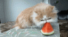 The AI-generated cat pictures thread-anigif_enhanced_9649_1408398212_29_by_dubstepeevee-d9kmgxk.gif