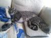 The kitten &amp; cat thread-so_sleepy.jpg