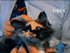 The kitten &amp; cat thread-95_0314_isabelle.gif