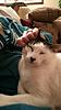 The kitten &amp; cat thread-20131225_215605.jpg