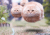 The AI-generated cat pictures thread-randomfloatingpuffballcats.gif