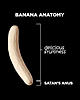 The AI-generated cat pictures thread-banana-anatomy.jpg