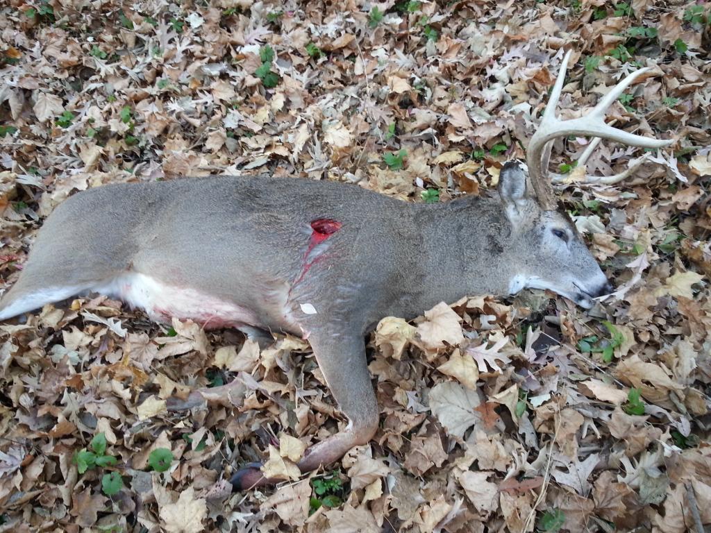 Name:  20141102_113658_zpsr0tupqui.jpg
Views: 128
Size:  198.9 KB