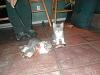 The kitten &amp; cat thread-p1010006.jpg