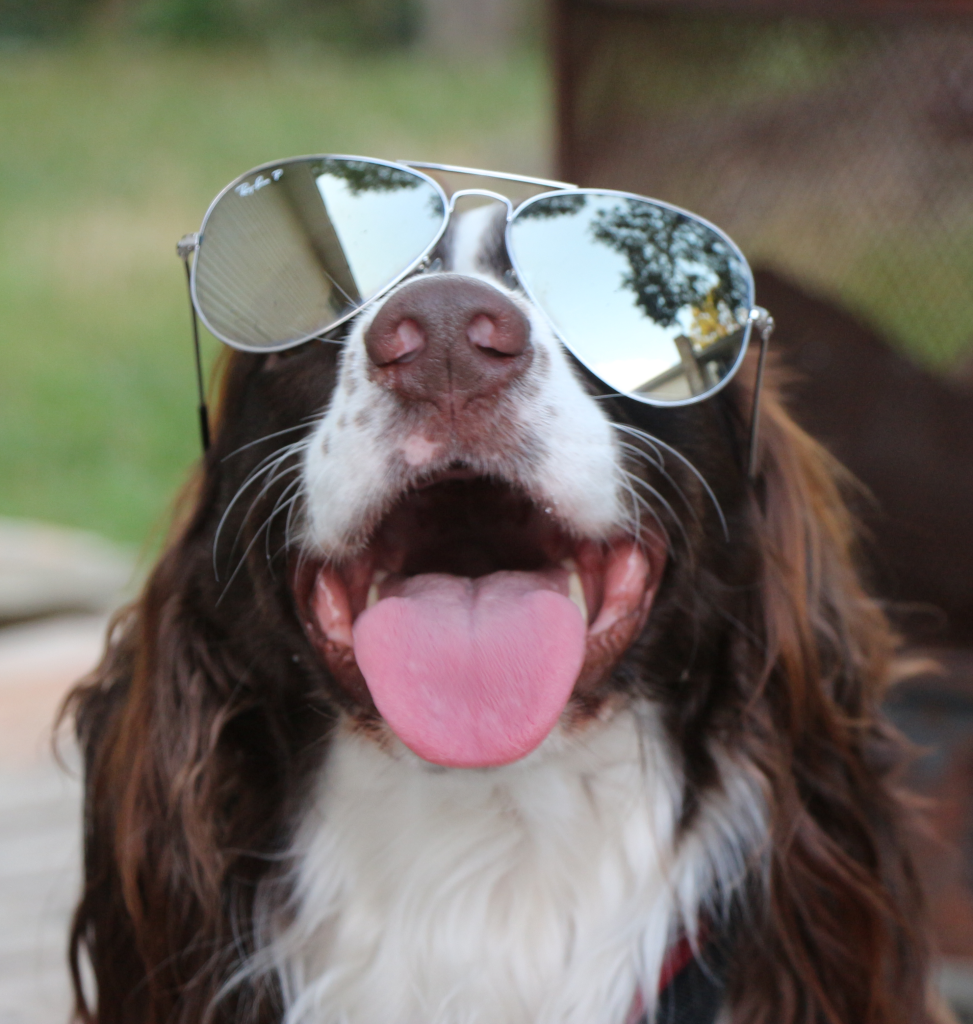 Name:  GibsonSunglasses.png
Views: 146
Size:  1.27 MB