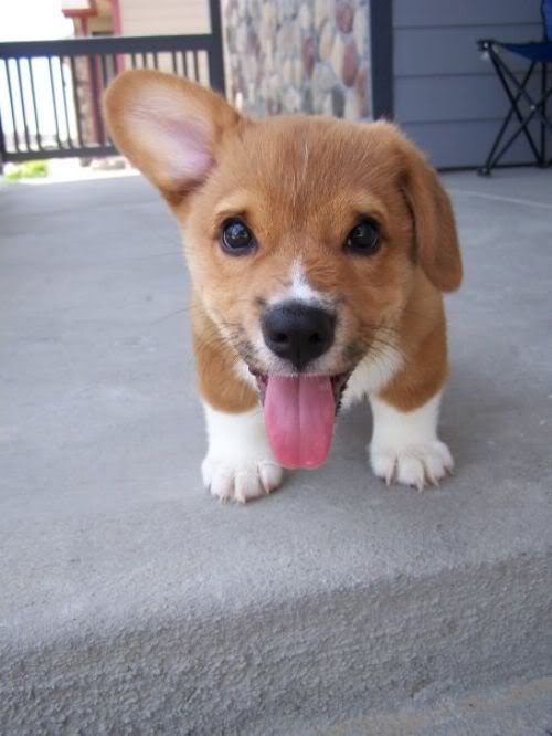 Name:  Corgipuppy.jpg
Views: 134
Size:  38.3 KB