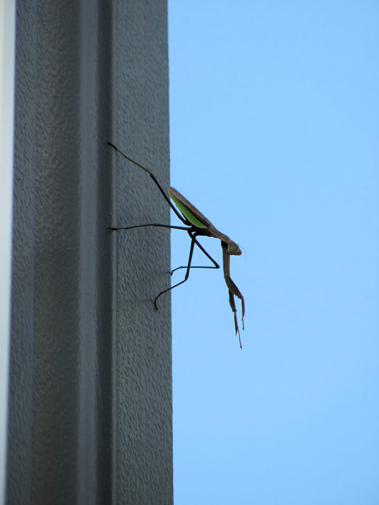 Name:  pm01.jpg
Views: 153
Size:  64.0 KB