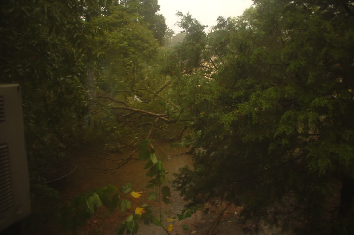 Name:  Tree.jpg
Views: 156
Size:  100.2 KB