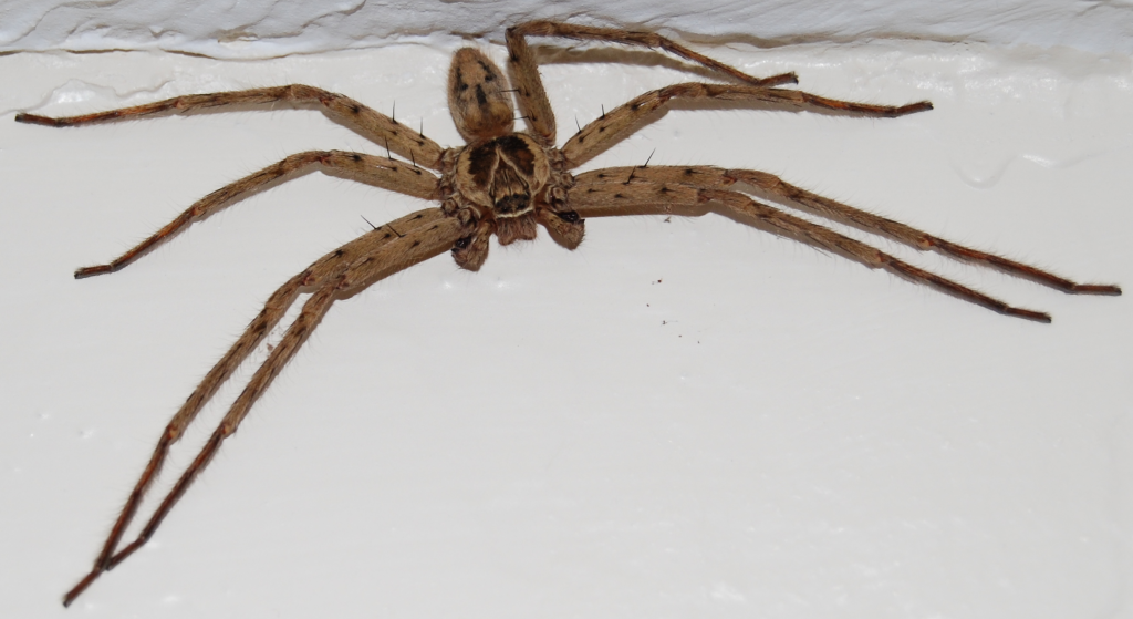 Name:  CaneSpider.png
Views: 101
Size:  558.1 KB