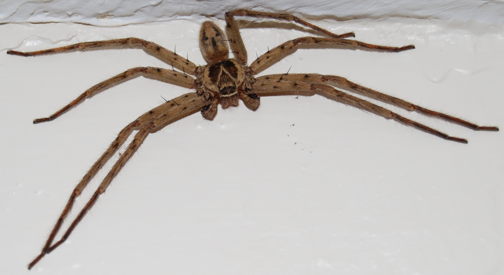 Name:  CaneSpider.png
Views: 130
Size:  558.1 KB