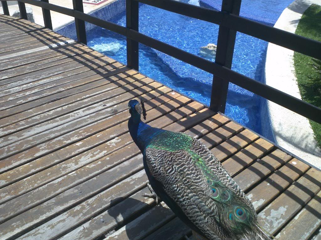 Name:  332.jpg
Views: 69
Size:  168.4 KB