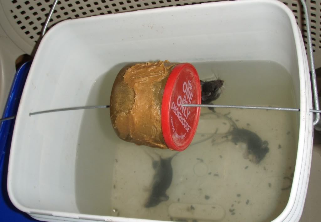 Name:  mouse-trap-w-3-dead-side-1.jpg
Views: 216
Size:  64.5 KB