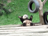 Name:  whatever-panda-a.gif
Views: 35
Size:  217.8 KB