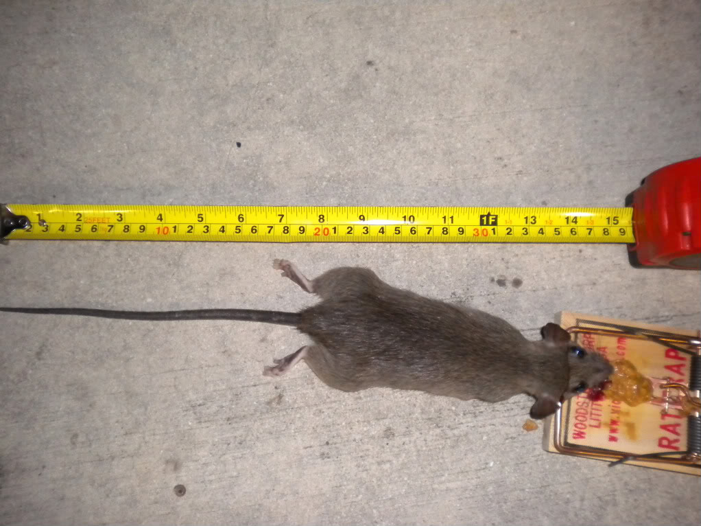 Name:  DSCN1097.jpg
Views: 144
Size:  134.9 KB