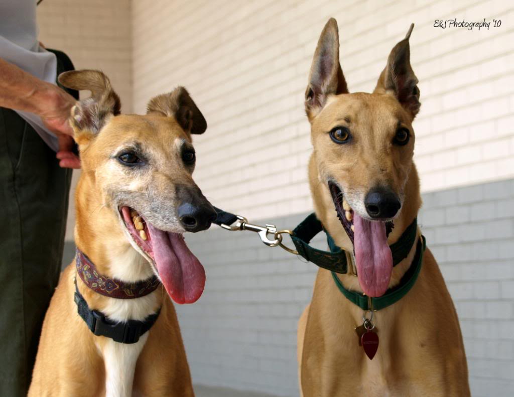 Name:  NewSiblings.jpg
Views: 85
Size:  78.8 KB