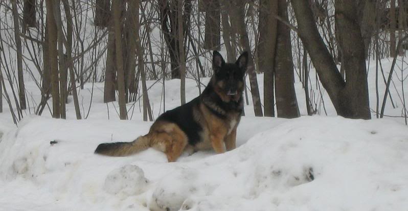 Name:  FrodoResized.jpg
Views: 132
Size:  44.6 KB