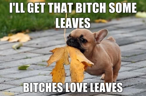 Name:  bitches_love_leaves_Bitches_Love-s500x327-140467-580.jpg
Views: 172
Size:  43.3 KB