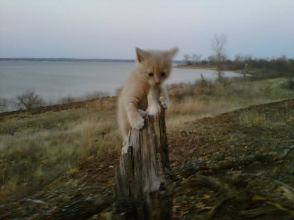 Name:  kittehonastump.jpg
Views: 134
Size:  29.6 KB