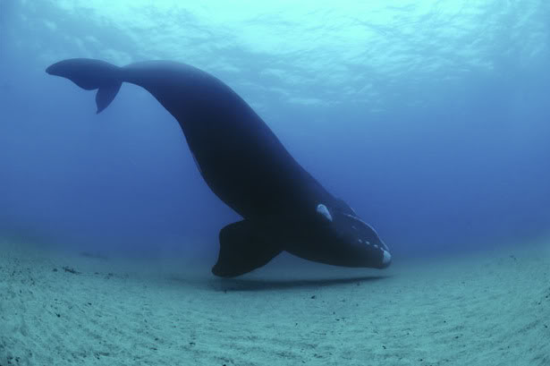 Name:  17447435.jpg
Views: 75
Size:  25.6 KB