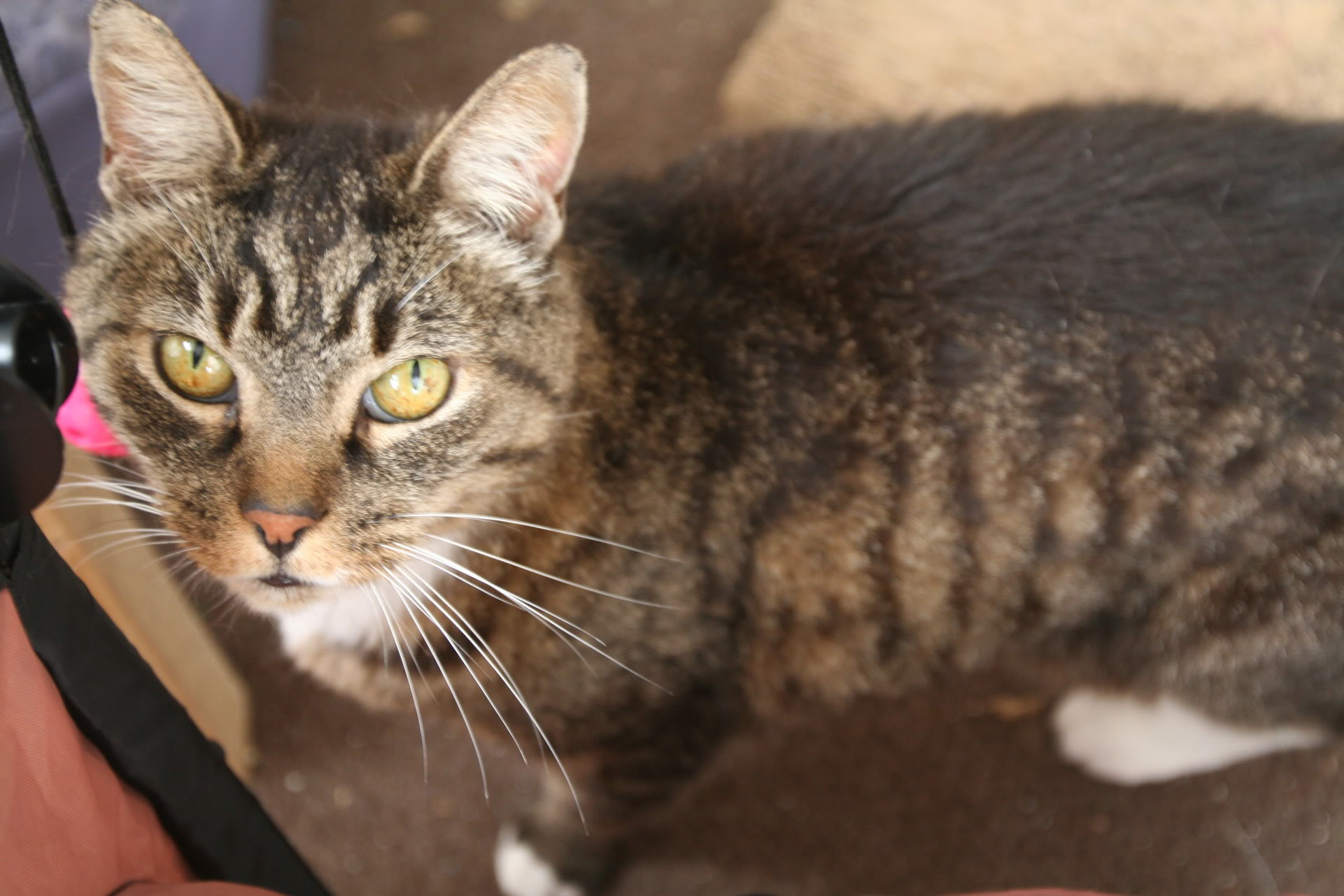 Name:  IMG_5978.jpg
Views: 11308
Size:  241.2 KB