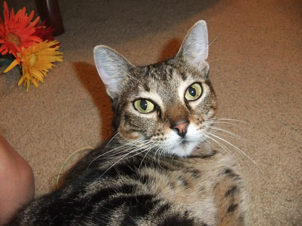 Name:  DSCF0031.jpg
Views: 63
Size:  147.4 KB