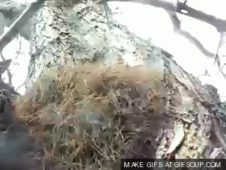 Name:  373426_o.gif
Views: 126
Size:  7.09 MB