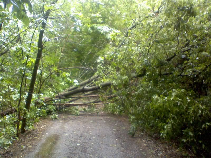 Name:  tree.jpg
Views: 134
Size:  103.9 KB