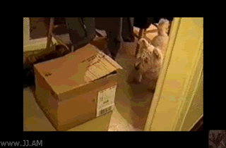 Name:  Surprise_cat_attack.gif
Views: 148
Size:  497.4 KB