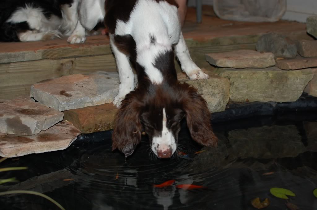 Name:  DSC_0309.jpg
Views: 66
Size:  76.6 KB