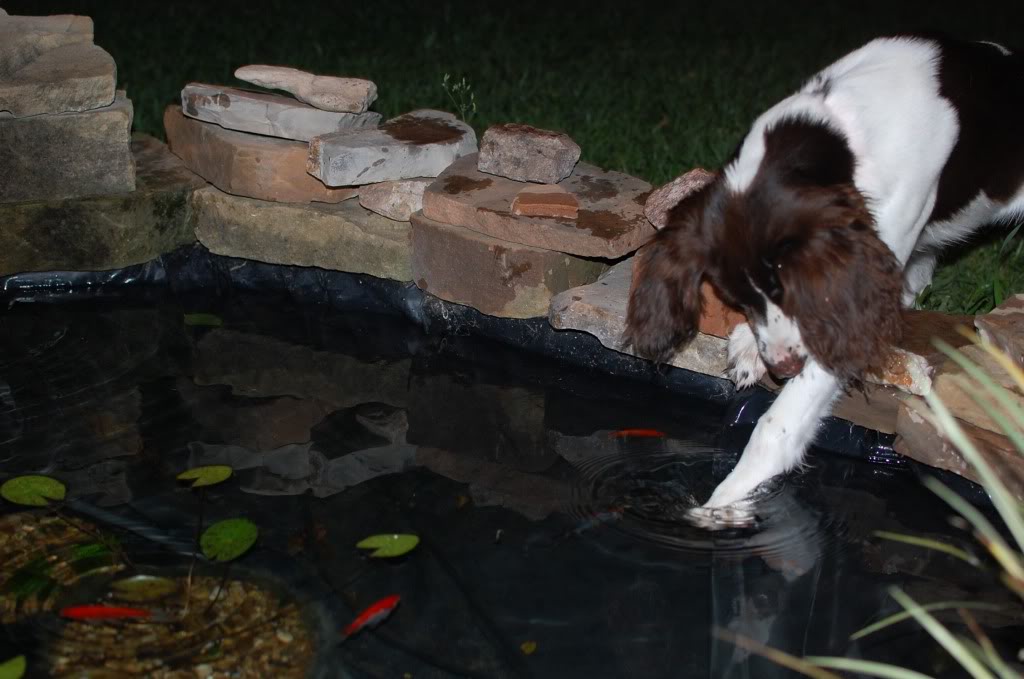 Name:  DSC_0318.jpg
Views: 62
Size:  86.2 KB