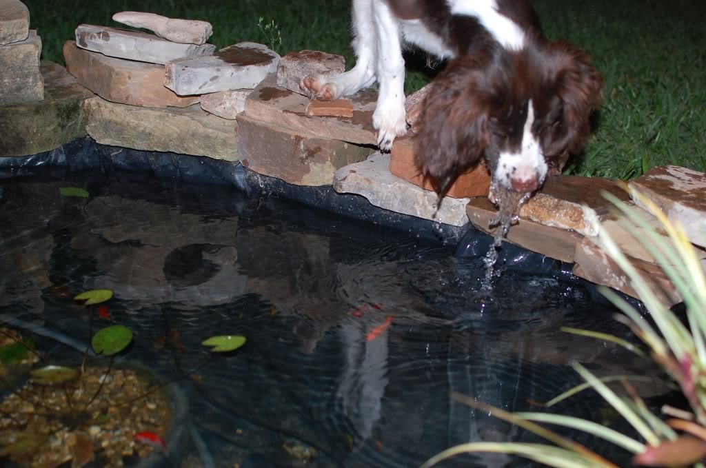 Name:  DSC_0319.jpg
Views: 64
Size:  110.3 KB