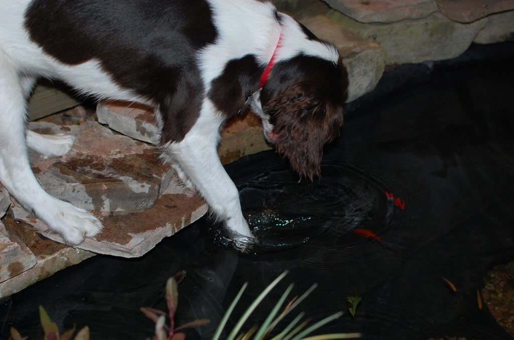 Name:  DSC_0311.jpg
Views: 73
Size:  81.3 KB