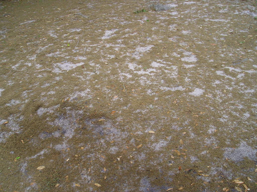 Name:  P1010380.jpg
Views: 89
Size:  172.9 KB