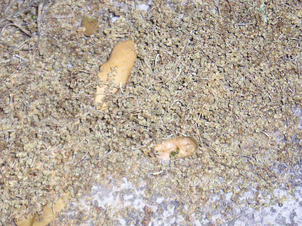 Name:  P1010381.jpg
Views: 88
Size:  164.7 KB