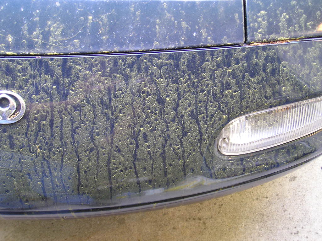 Name:  P1010383.jpg
Views: 89
Size:  170.0 KB