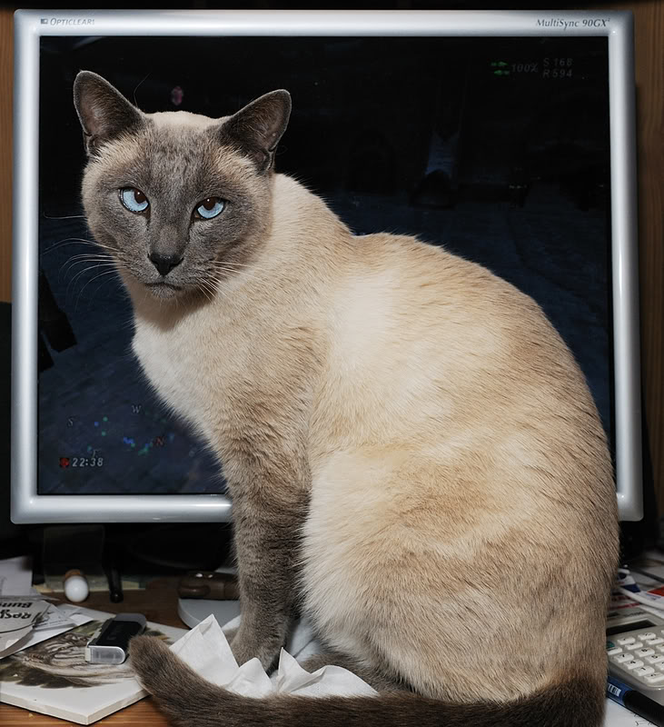 Name:  Maxwell03.jpg
Views: 86
Size:  146.7 KB