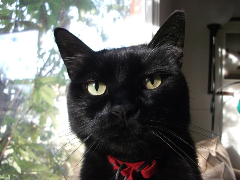 Name:  Charlton.jpg
Views: 70
Size:  77.9 KB